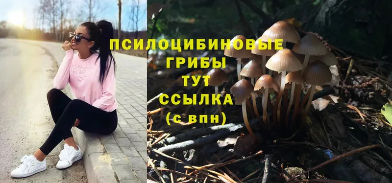 Псилоцибиновые грибы Psilocybe  где найти наркотики  Власиха 